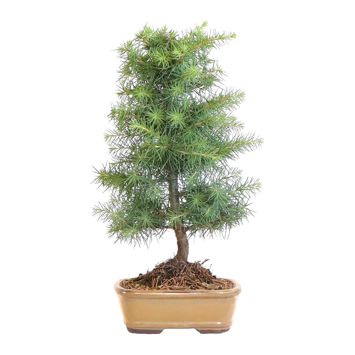 KENTIS - Bonsai Cedrus Libani - Cedro del Libano - Pianta Vera da Esterno Resistente - Piante Ornamentali - Vaso in Ceramica 26 cm