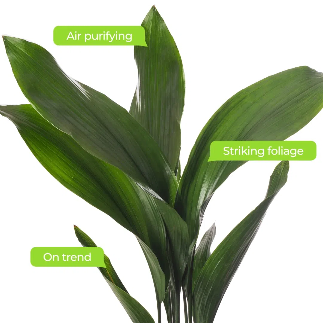 Pianta di ghisa Aspidistra Elatior Piante da interno sempreverdi alte ed esotiche.