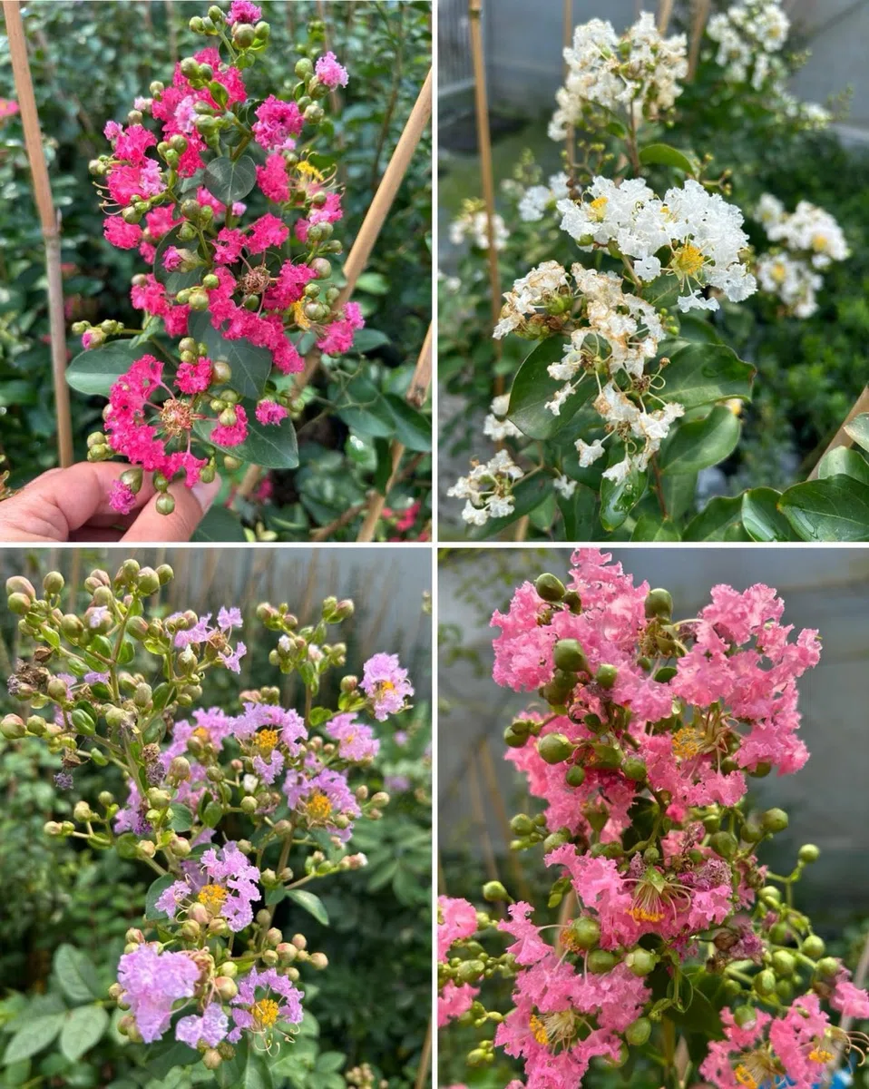 Lagerstroemia indica Fuxia pianta in vaso ø19 cm con canna h 100/120 cm Colori a scelta Vivaio di Castelletto