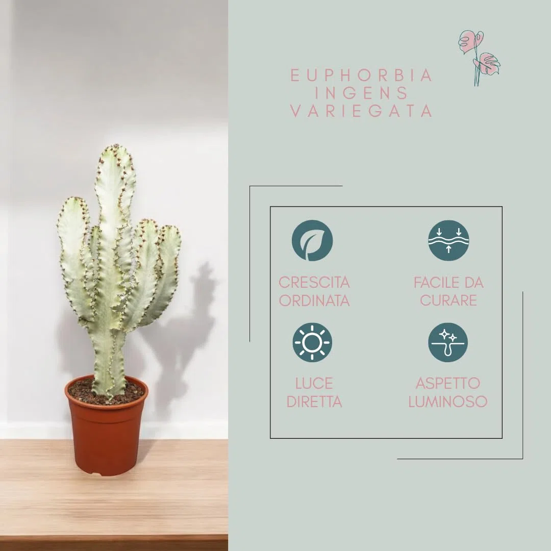 Euphorbia ingens variegata, pianta vera da interno, altezza pianta 60-70 cm, pianta grassa ornamentale, facile da curare