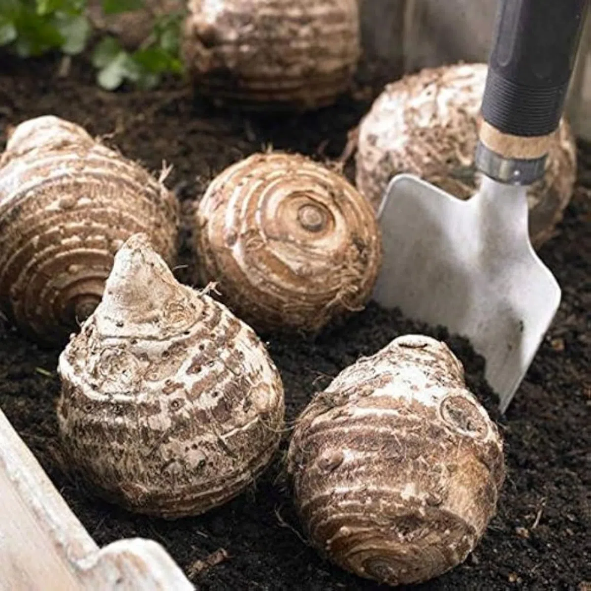 Tuberi sani e vigorosi, con elevata capacità di germinazione -5 Tuberi -J