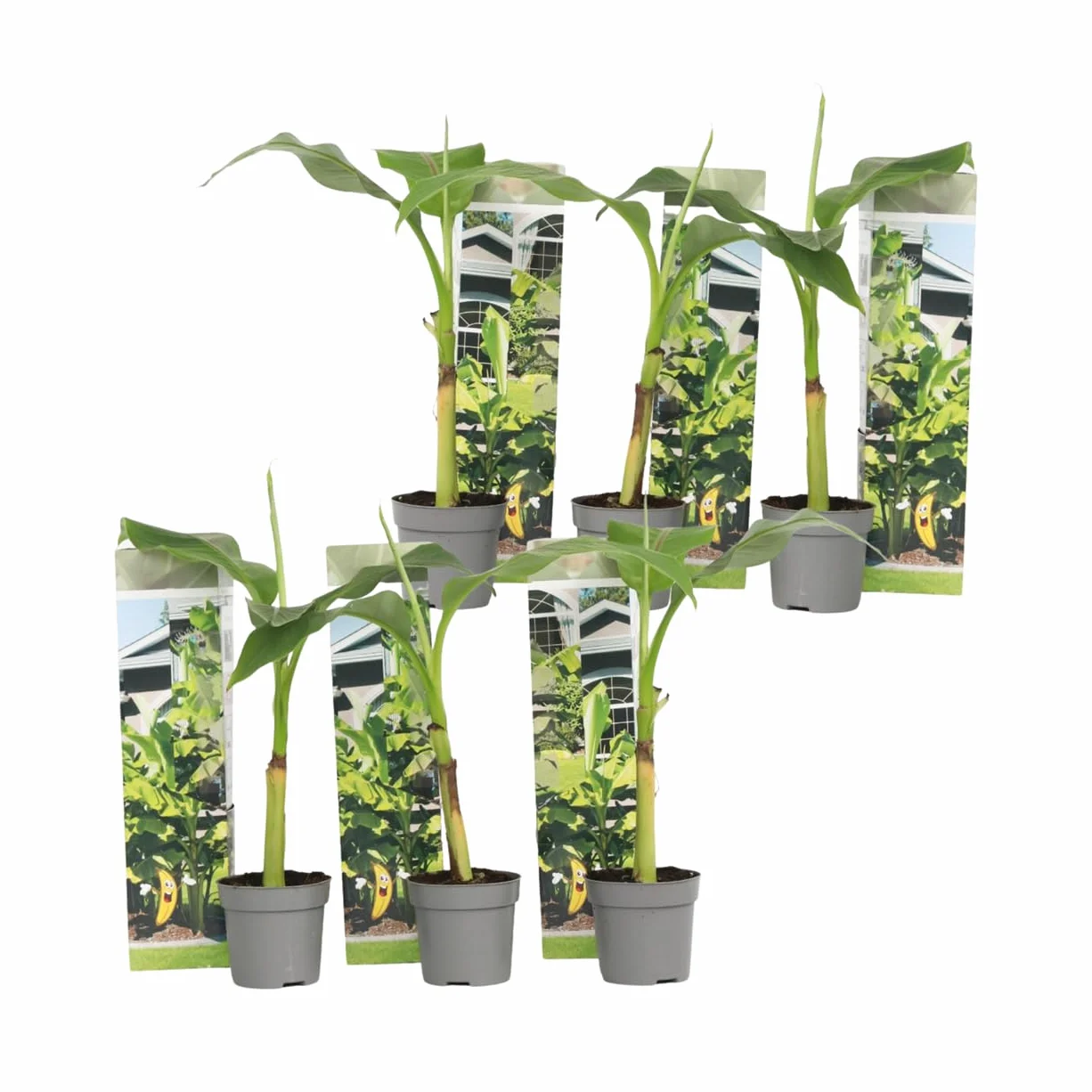 Plant in a Box - Musa Basjoo - Set di 6 - Piante di banane resistenti - Vaso 9cm - Altezza 20-25cm