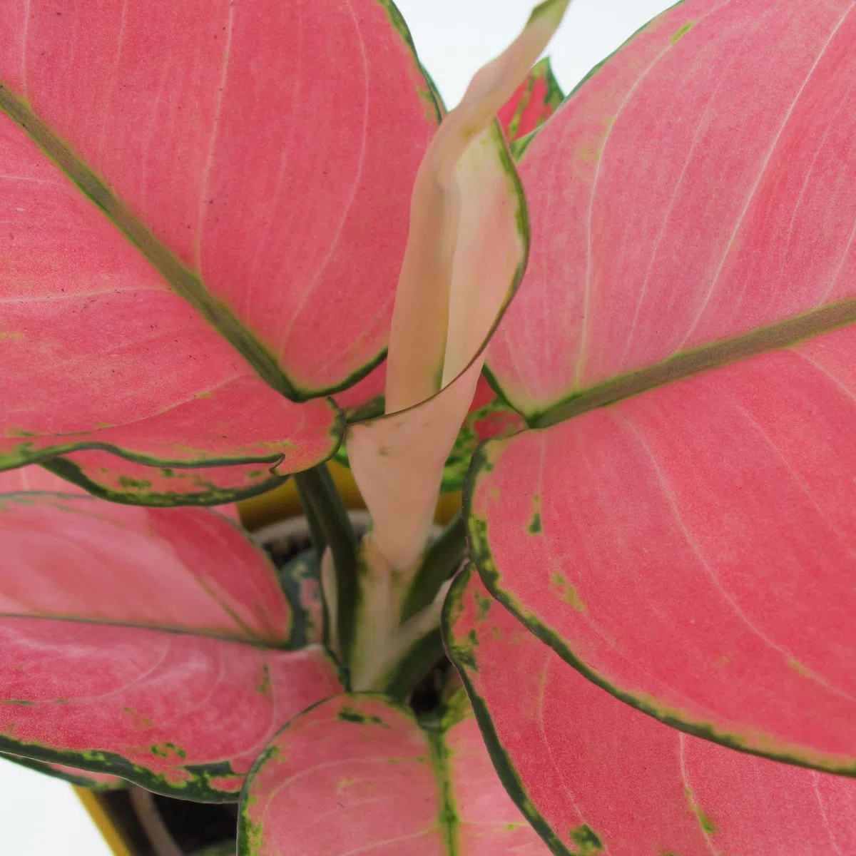 KENTIS - Aglaonema Pink Star - Piante da Interno Vere - Piante Purifica Aria da Appartamento - H 20-30 cm Vaso Ø 12 cm