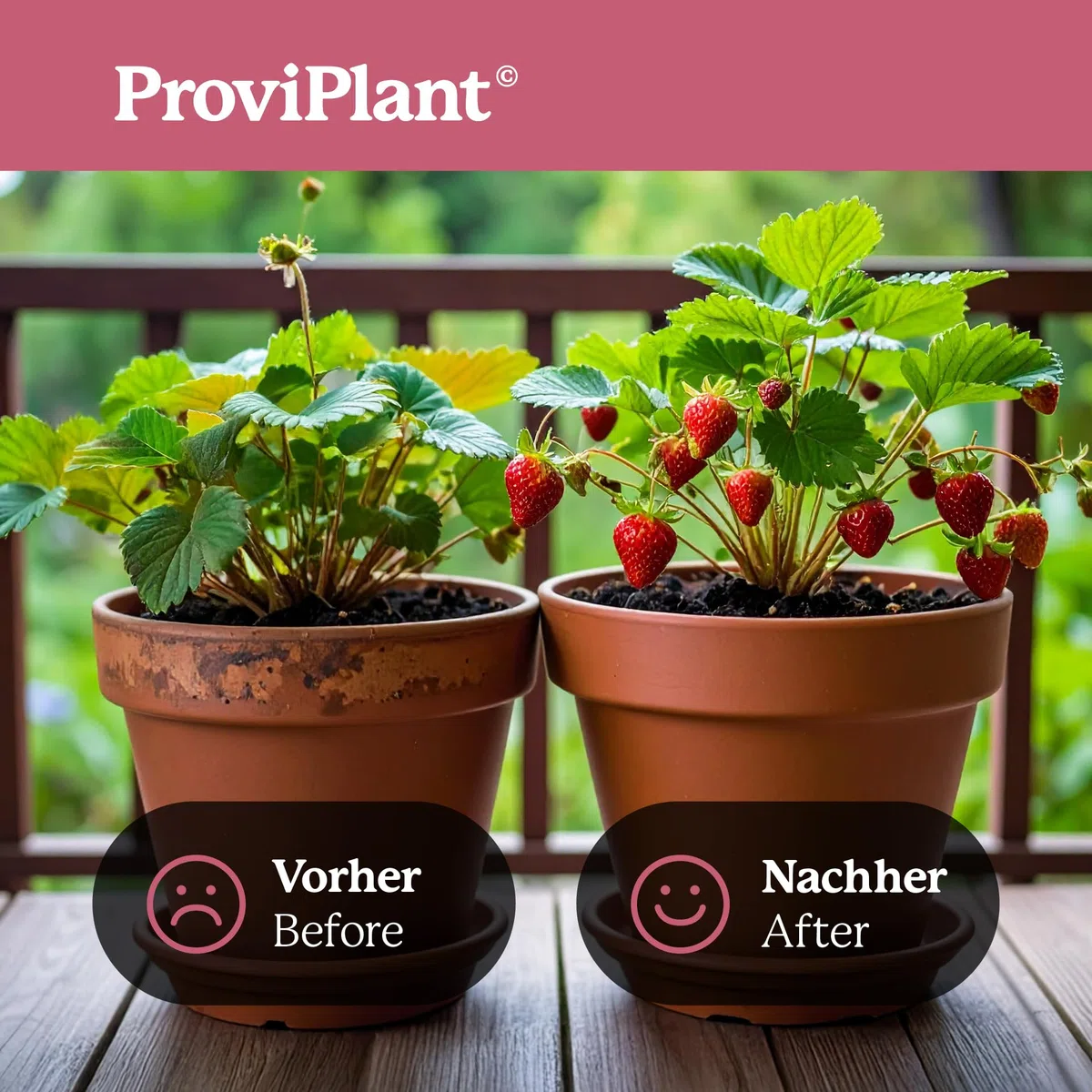 Fertilizzante liquido per frutta alle bacche – Per fragole, lamponi, mirtilli & Co – 1 litro concentrato per fino a 200 litri di acqua – Serra e aiuole – Made in Germany