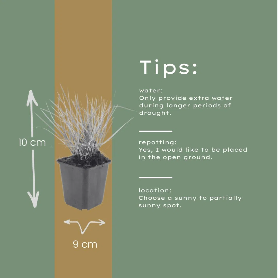 Sesleria Autumnalis in Vaso, per Giardino, Verde, Set da 48 Pezzi