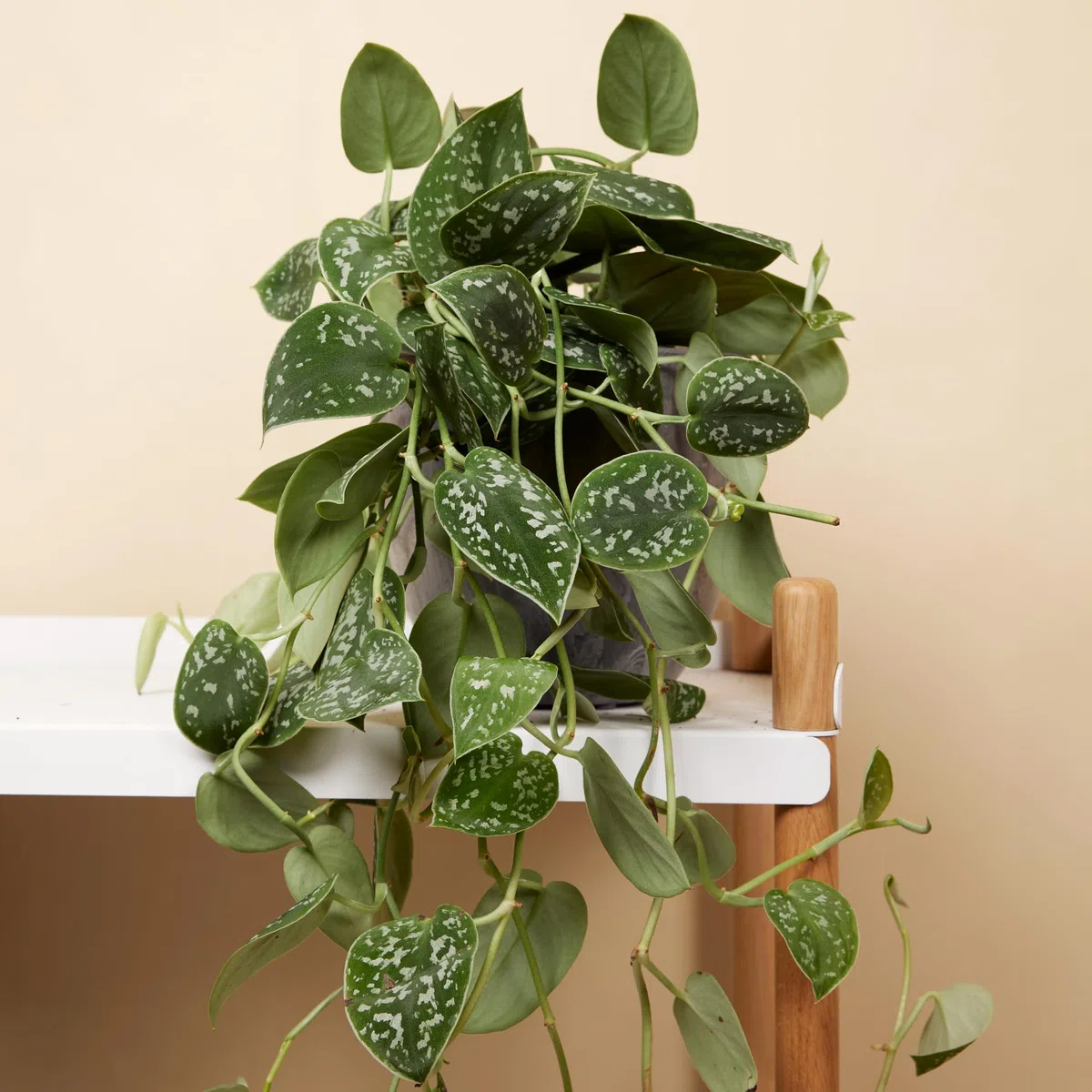 Bloomique - Scindapsus Pictus - Vite argentata - Pianta pensile - Adatta anche come pianta rampicante - Piante da appartamento - Purifica l'aria - Facile da mantenere - Altezza 20-25 cm - Vaso 15 cm