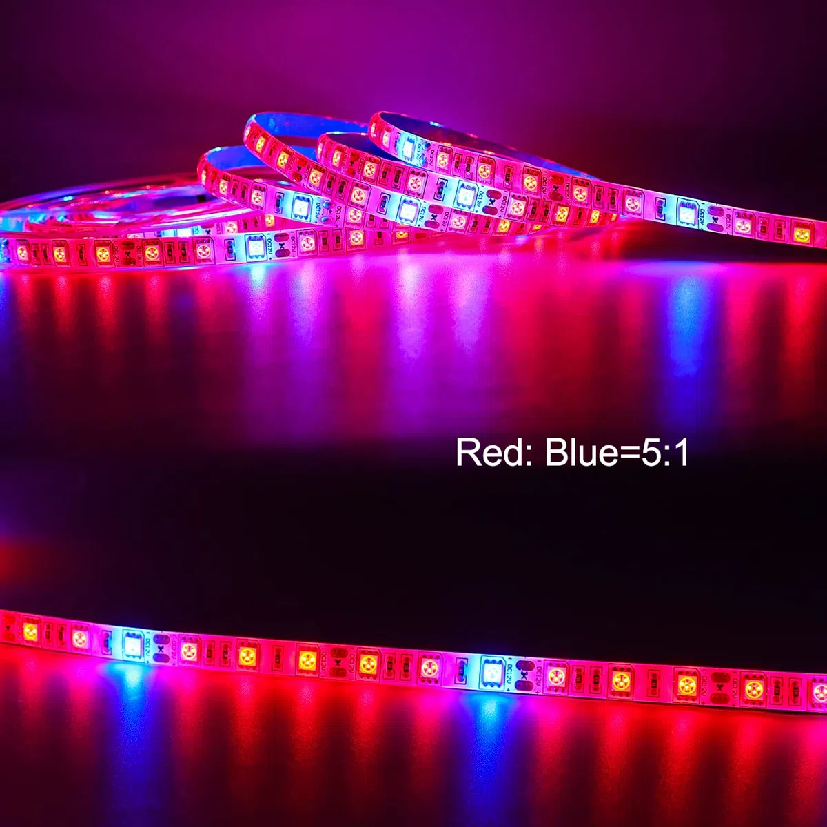 La pianta LED coltiva la luce della striscia DC 12V IP65 impermeabile Spettro pieno SMD 5050 Rosso blu 5: 1 luce della corda per l'acquario Serre pianta