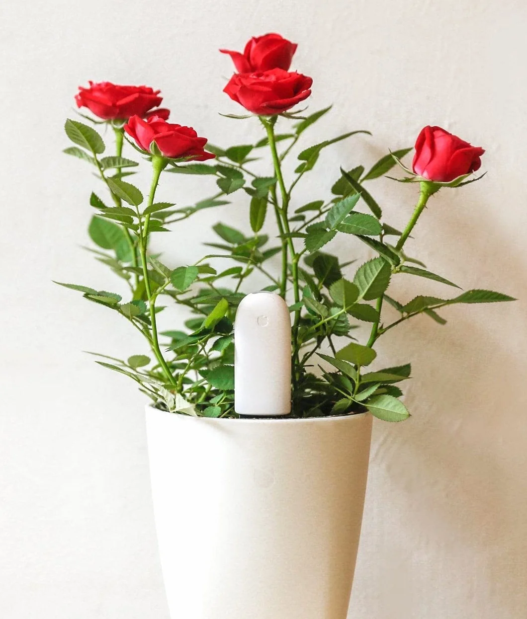 Flower Care Sensore per monitorare la crescita delle piante, versione ufficiale Europea. indicatore in tempo reale della fertili