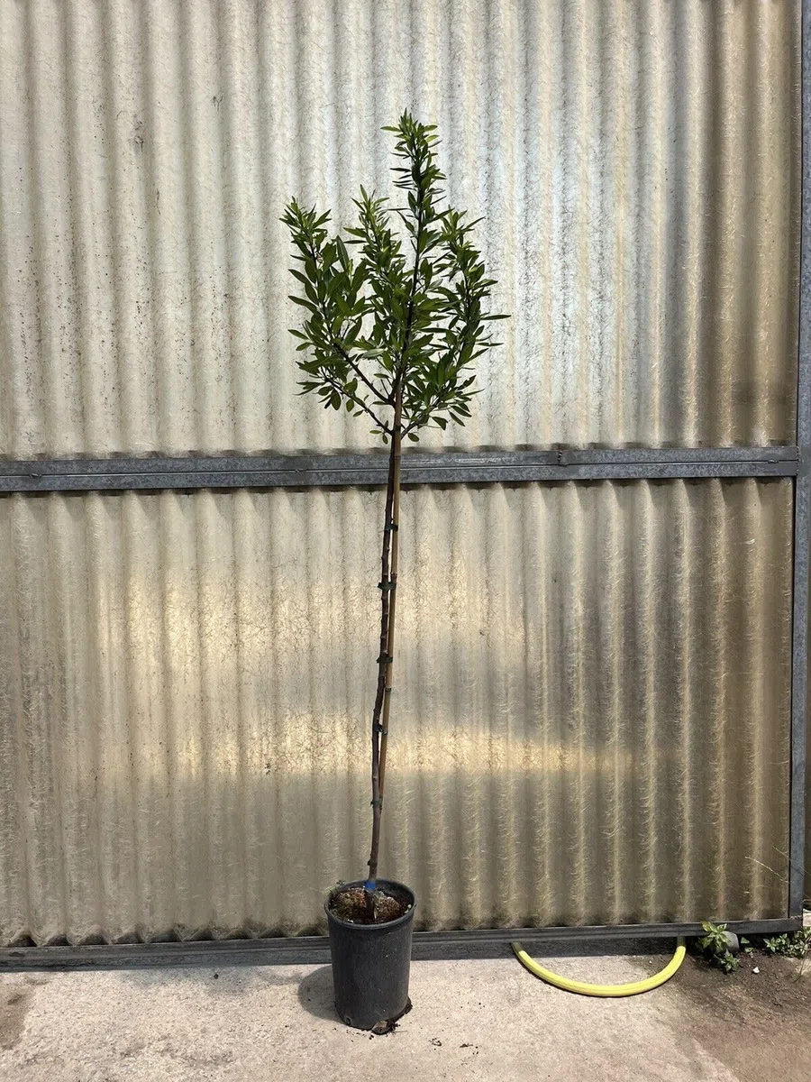Piante di Mandorlo, 2/3 anni, innestate H150cm, in varietà (Avijor)