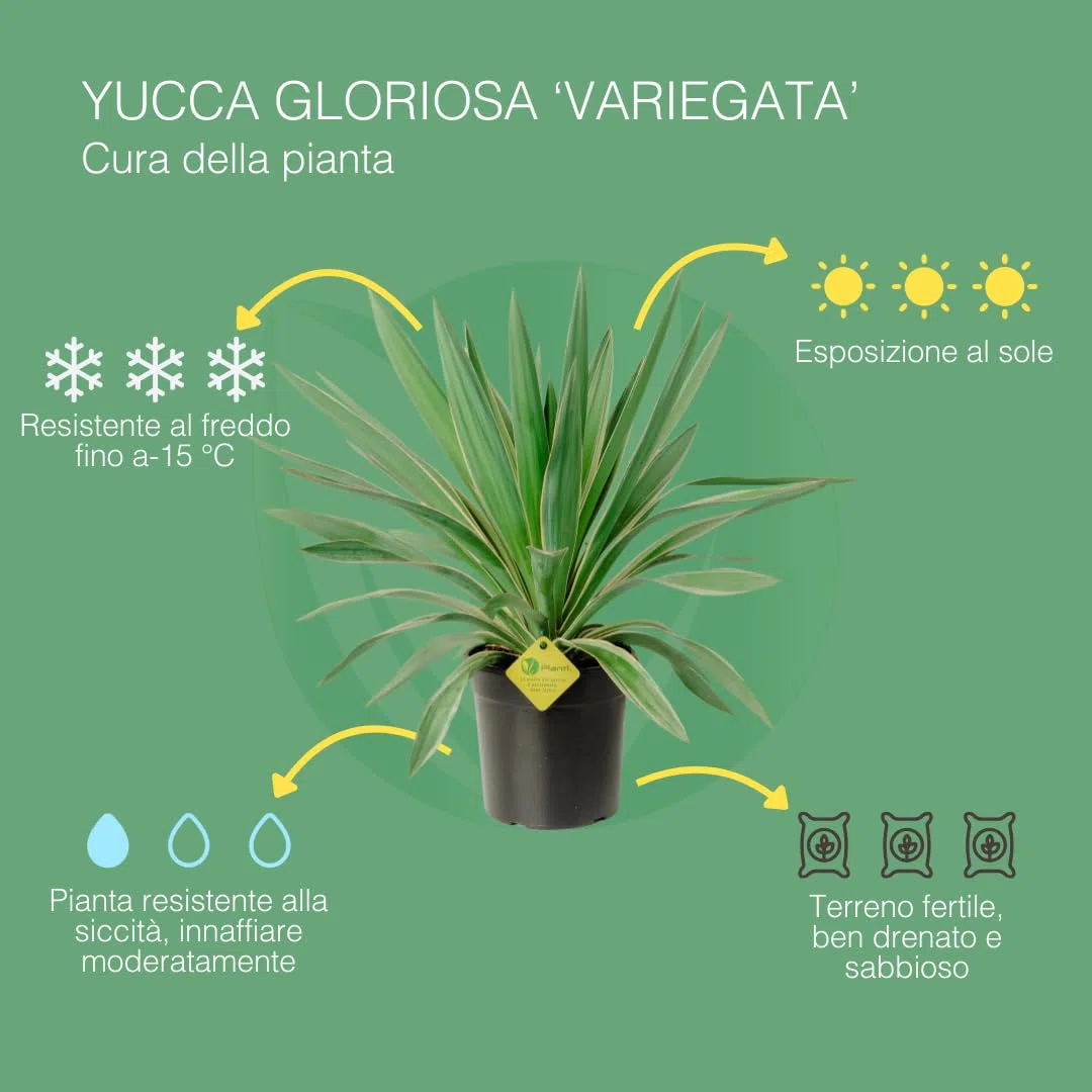 Yucca Gloriosa | Pianta Vera da Esterno, Resistente e Ornamentale | Adatta a Vasi e Giardini Rocciosi | Altezza Fino a 150 cm | Vaso da 19 cm (Gloriosa Variegata)
