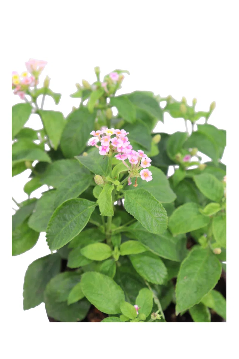 Pianta di Lantana Camara pianta da esterno da fiore Lantana Camara ornamentale pianta vera venduta da eGarden.store (Rosa v.15 cm)