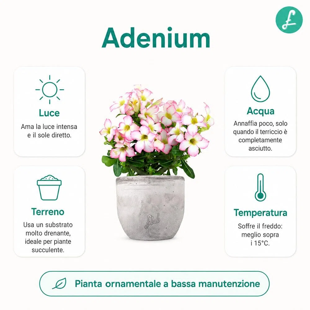 Rosa del Deserto Vera (Adenium Obesum) con Vaso in Terracotta FLOB – Pianta Viva Tropicale da Interno – Vaso 12 cm – Facile da Curare