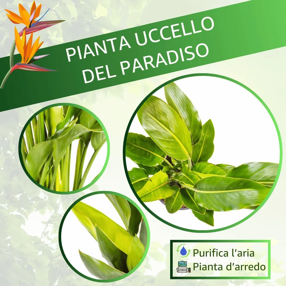 Strelitzia Reginae Uccello del Paradiso, Pianta Vera Decorativa, Vaso 24 cm, h 90 cm (Vaso Verde Salvia)