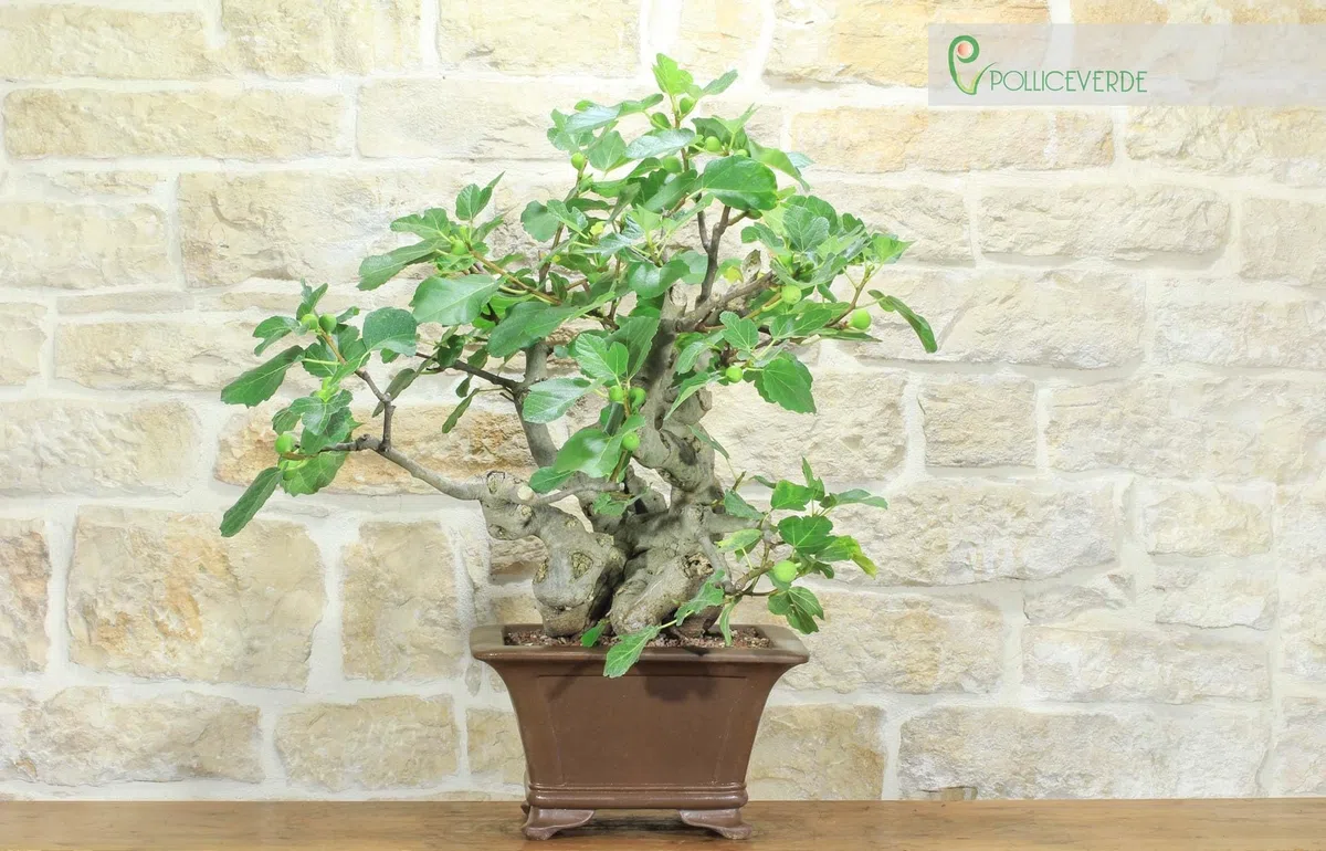 Bonsai di Fico (82)