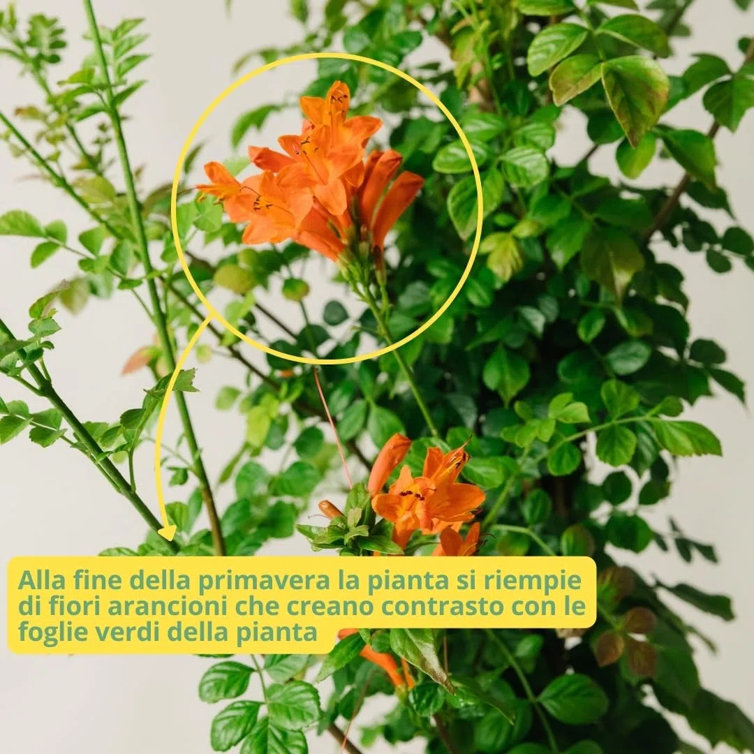 BIGNONIA CAPENSIS. Pianta rampicante da esterno, vaso da 19cm. Piante vere da esterno per giardino e pergolato. 6 mesi di concimazione con sistema Plantì.