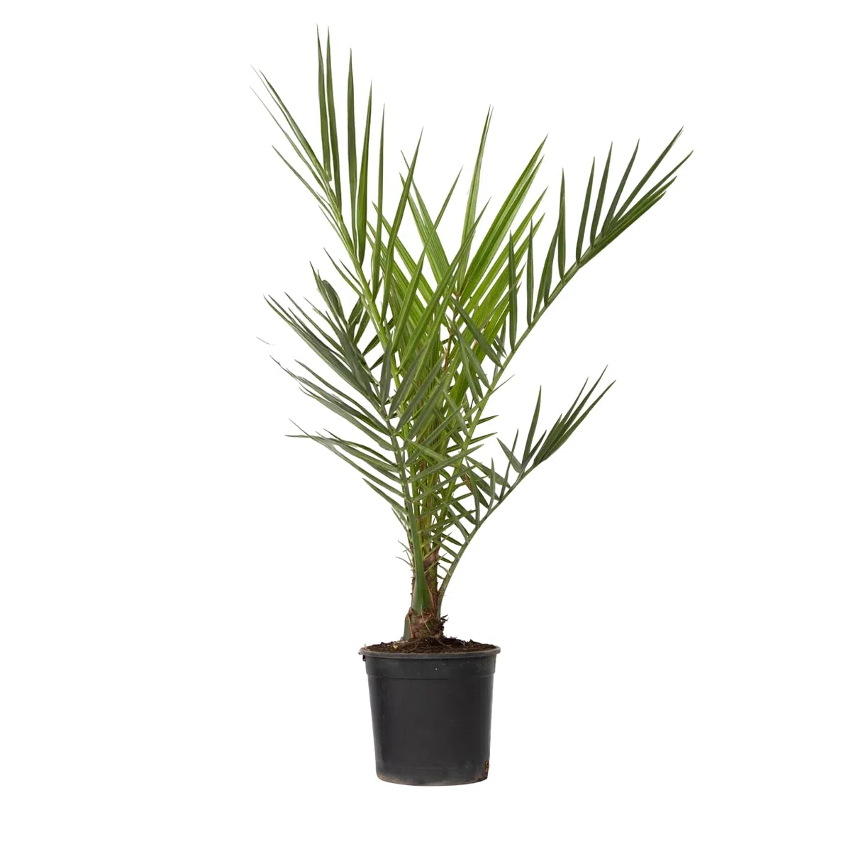 Plant in a Box - Palma datteri delle Canarie - Phoenix canariensis - Altezza 50-60cm - ⌀15cm