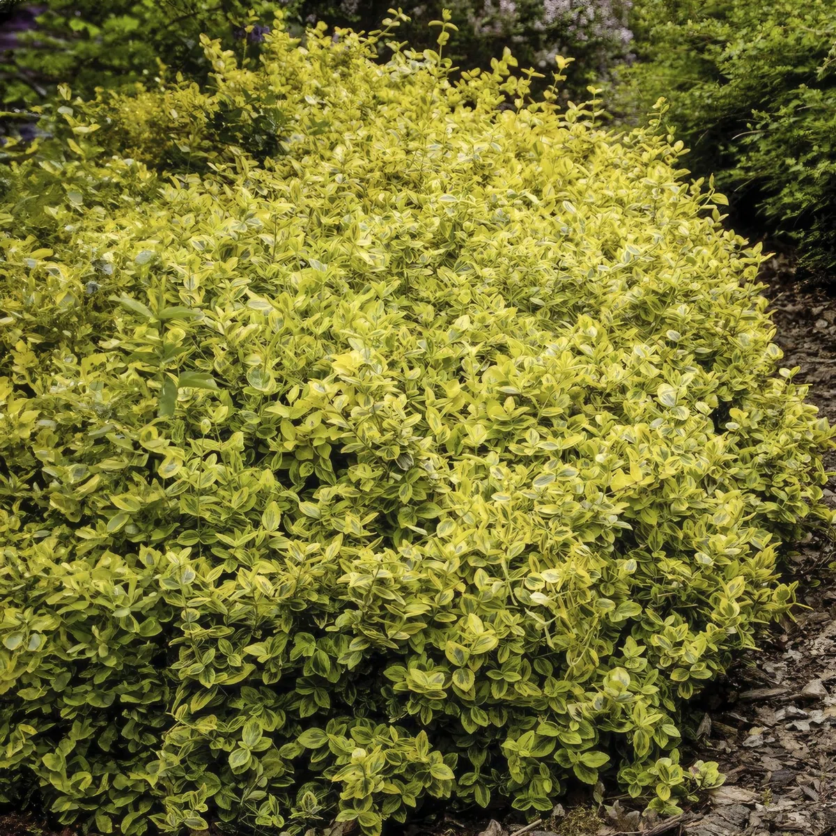 Euonymus Fortunei con Foglie Variegate, Siepi, Giallo Verde, Set 24 Pz