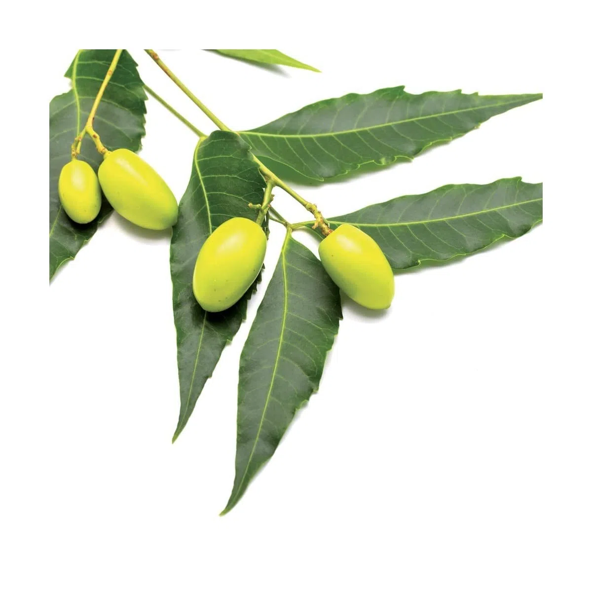 Flortis Olio di neem concentrato. Olio di Neem puro con concentrazione a 3300 ppm. Olio di neem per piante biologico pronto uso. Repellente naturale contro cocciniglie, afidi, cimici, pidocchi 1000ml.