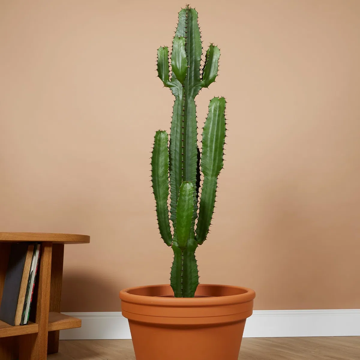 Bloomique - Euphorbia Acrurensis - Latte lupoforico - Cactus - Piante da appartamento - Facile manutenzione - Vaso 24 cm - Altezza 80-100 cm