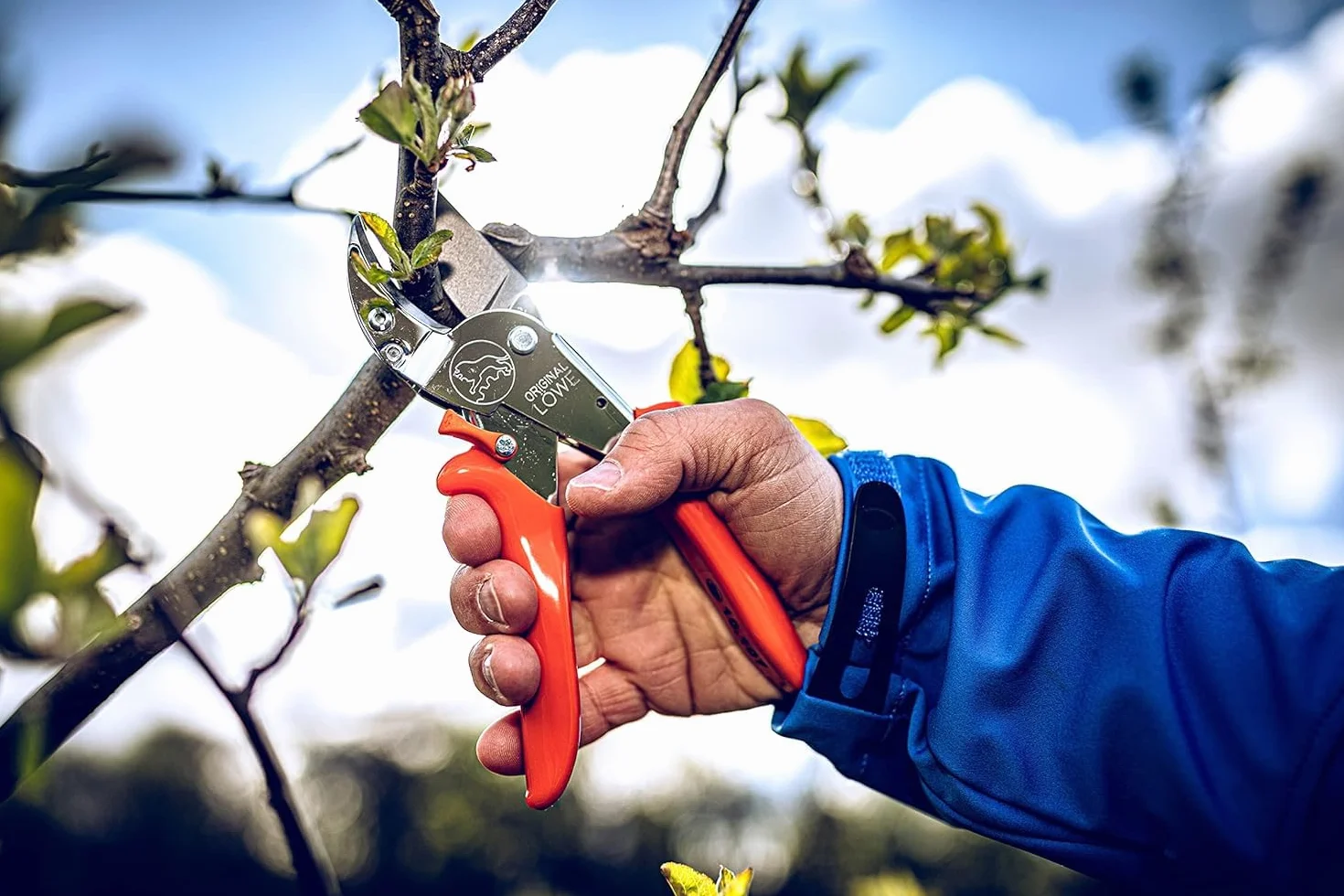 Original LÖWE 10 cesoie professionali da giardino 10.107 con geometria bypass, forbici affilate con manici ergonomici e rivestimento antiaderente su lama in acciaio