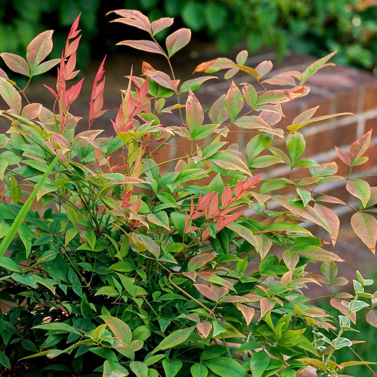 Nandina domestica "Bambù Sacro" pianta sempreverde a cespuglio in vaso ø18 cm Vivaio di Castelletto