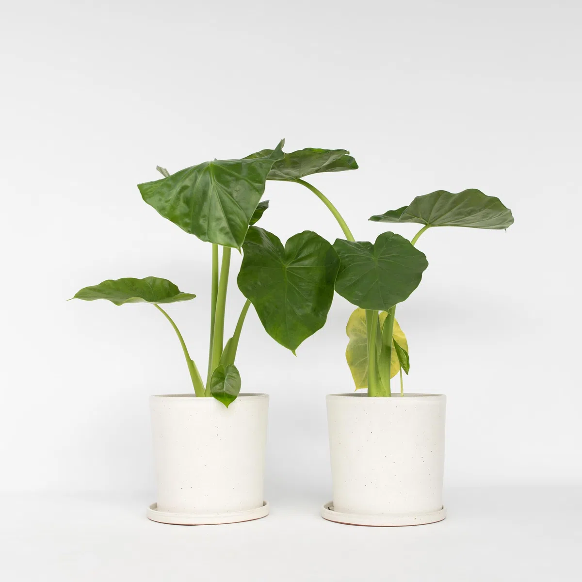 Plant in a Box - Alocasia macrorrhizos - Orecchio di elefante - Set di 2 - Vaso 17cm - Altezza 60-70cm