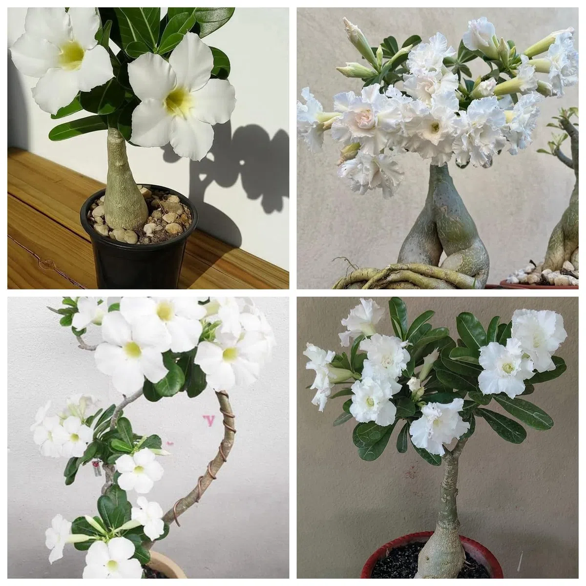 Tuberi di Rosa del Deserto da Piantare Bassa Manutenzione per Vaso，Vitali- Naturali- Freschi-1y-4 Bulbi