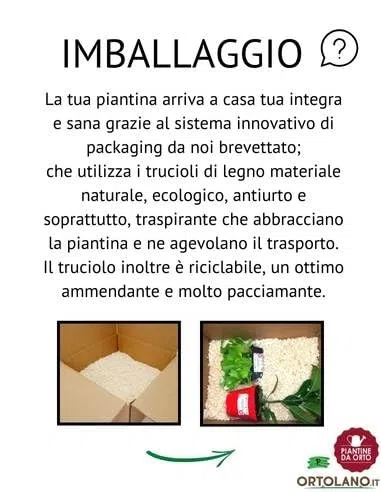 P. Piantine da Orto | Indivia Riccia, Pianta da Orto o Balcone Pronta al Trapianto, Kit da 9 Piantine, Pianta Vera da Esterno, Vivaio Italiano