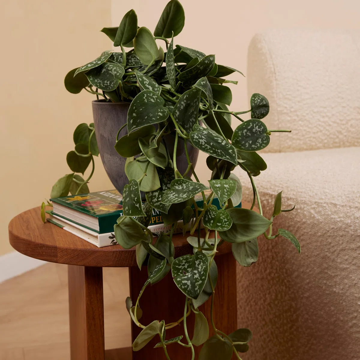 Bloomique - Scindapsus Pictus - Vite argentata - Pianta pensile - Adatta anche come pianta rampicante - Piante da appartamento - Purifica l'aria - Facile da mantenere - Altezza 20-25 cm - Vaso 15 cm