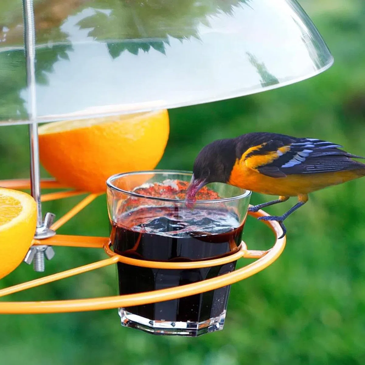 Copertura a cupola protettiva in plastica dalle intemperie, deflettori per scoiattoli Mangiatoie per uccelli Protezione antipioggia Copertura a cupola trasparente per mangiatoia