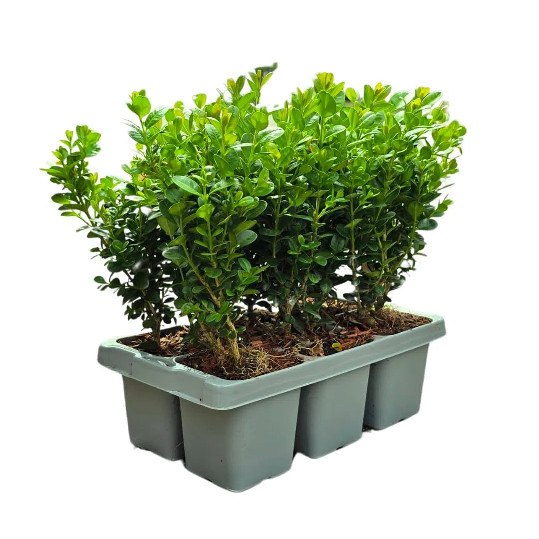 Piante di Buxus, Arbusti Sempreverdi per Siepi, Verde, Set da 24, Ø7 cm
