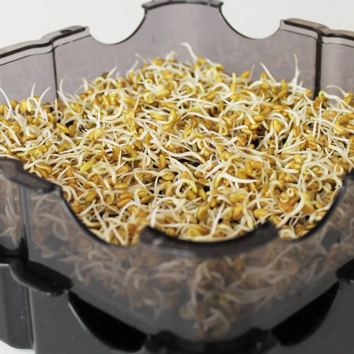 Semi da germoglio di FIENO GRECO selezionato di ALTISSIMA QUALITA' 190 gr. Confezione RISPARMIO