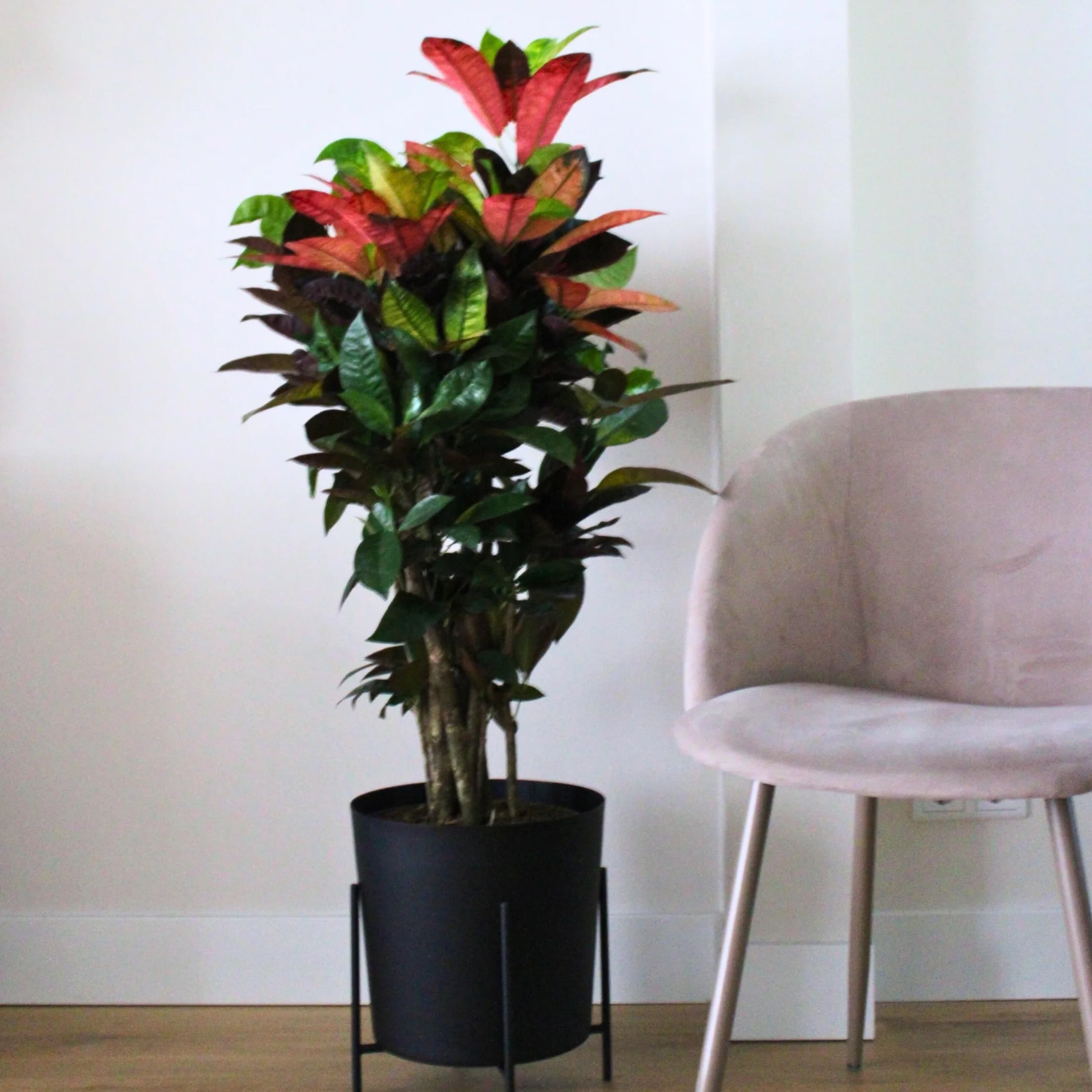 Plant in a Box - Codiaeum variegatum 'Mrs. Iceton' - Pianta d'appartamento unica - Cambia lentamente colore - Vaso 19cm - Altezza 60-70cm