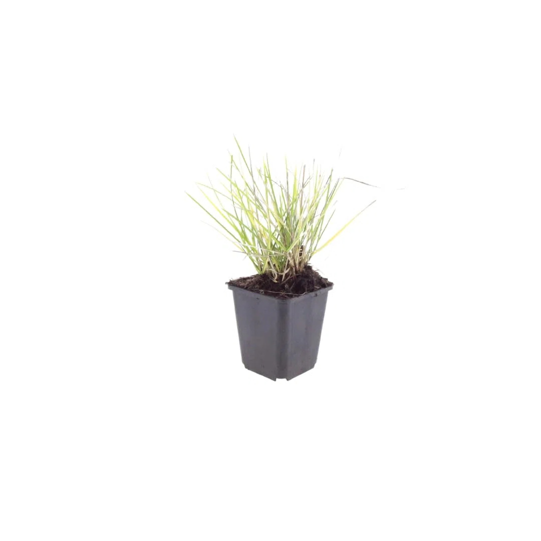 Sesleria Autumnalis in Vaso, per Giardino, Verde, Set da 48 Pezzi