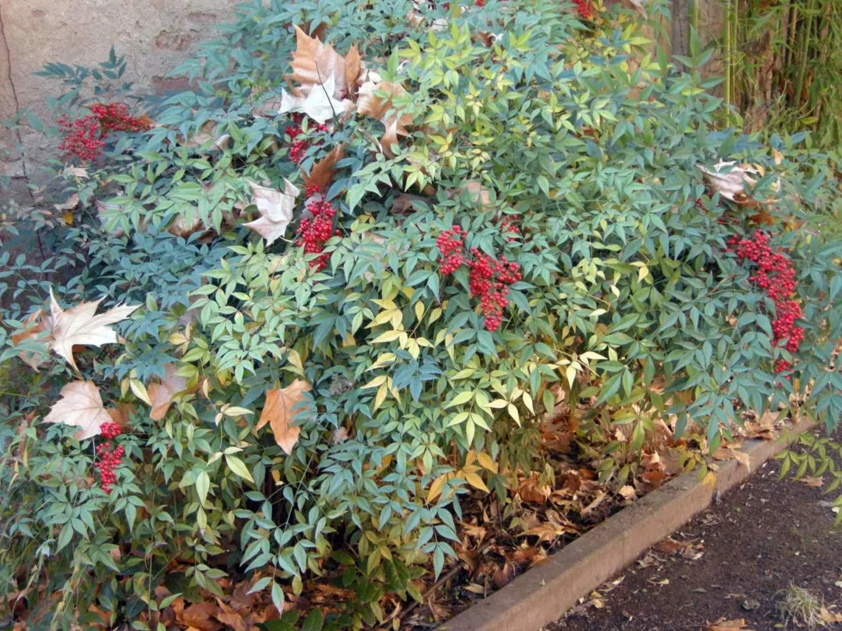 Nandina Domestica “Bambù Sacro”, Pianta sempreverde in Vaso ø8 cm, Cespuglio da Esterno, Arbusto da Giardino, Vivaio di Castelletto