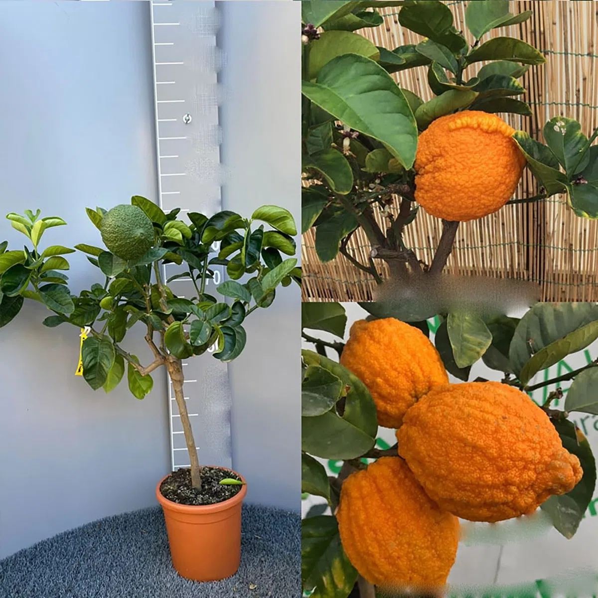 SAVINI VIVAI Pianta di Cedro Albero di Agrumi Cedro della Cina in Vaso da 20 cm Altezza 70 cm 2-3 Anni di innesto Made Italy