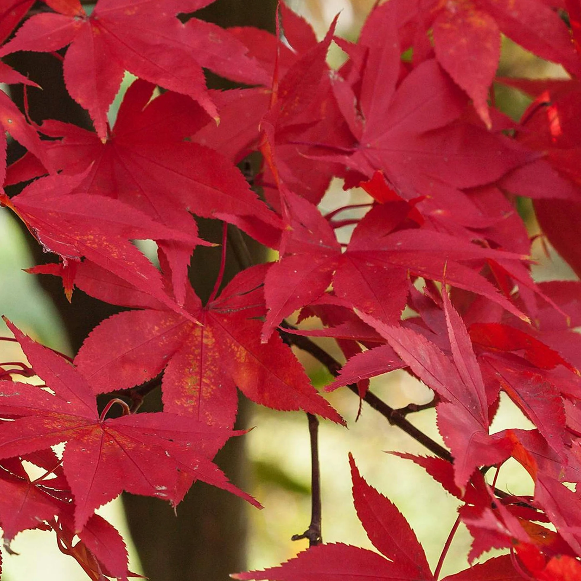 Acer palmatum "Osakazuki" | Acero giapponese Pianta da giardino a fogliame deciduo Arbusto in vaso