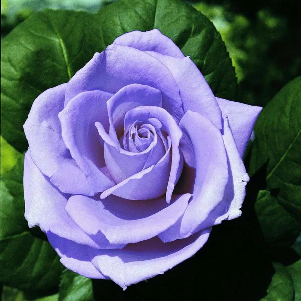 Rosa Blue Monday – Rosa a Cespuglio Rifiorente, Fiori Color Lavanda Blu Profumati, Pianta Ornamentale da Giardino