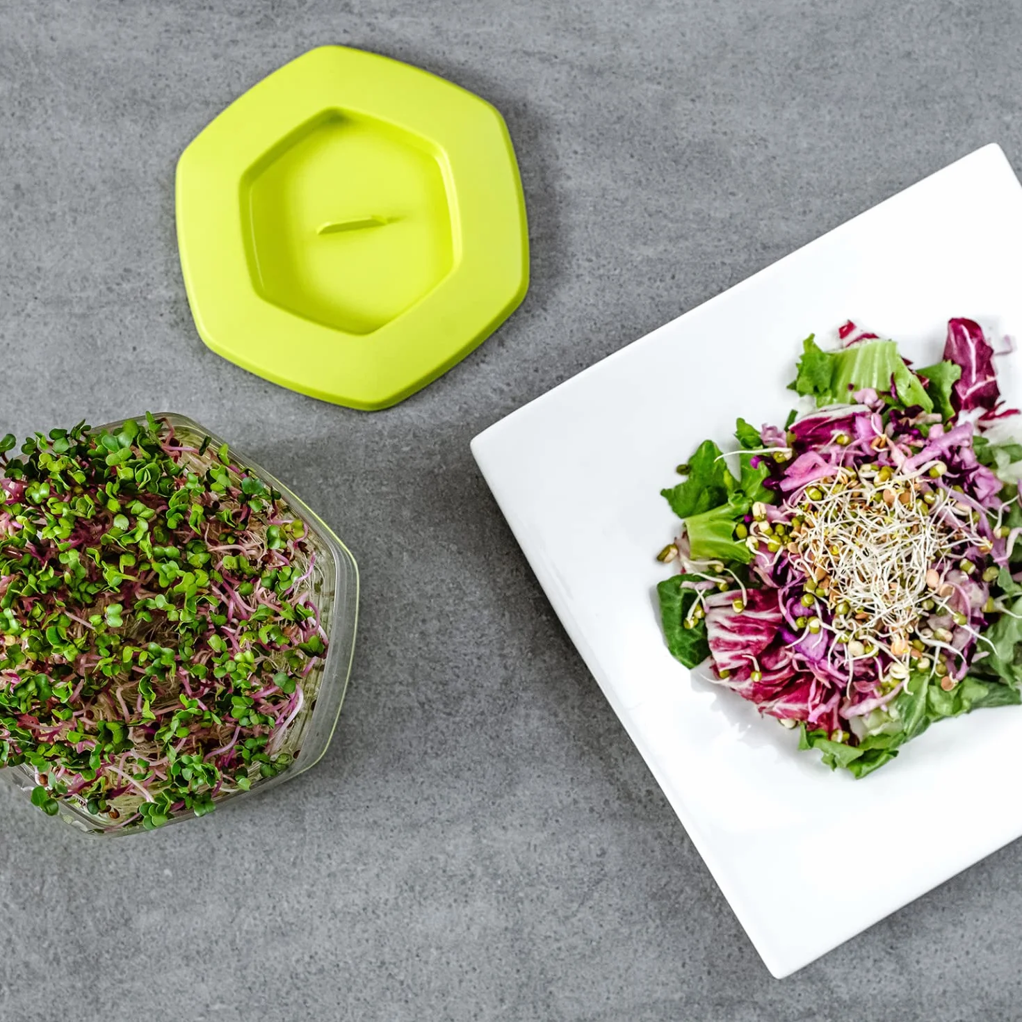 Germogliatore per Semi Alimentari con 3 livelli ø17 cm - Germinatore per Semi, Germogli, Microgreens - Germogliatore per Semi in Plastica, Grigio