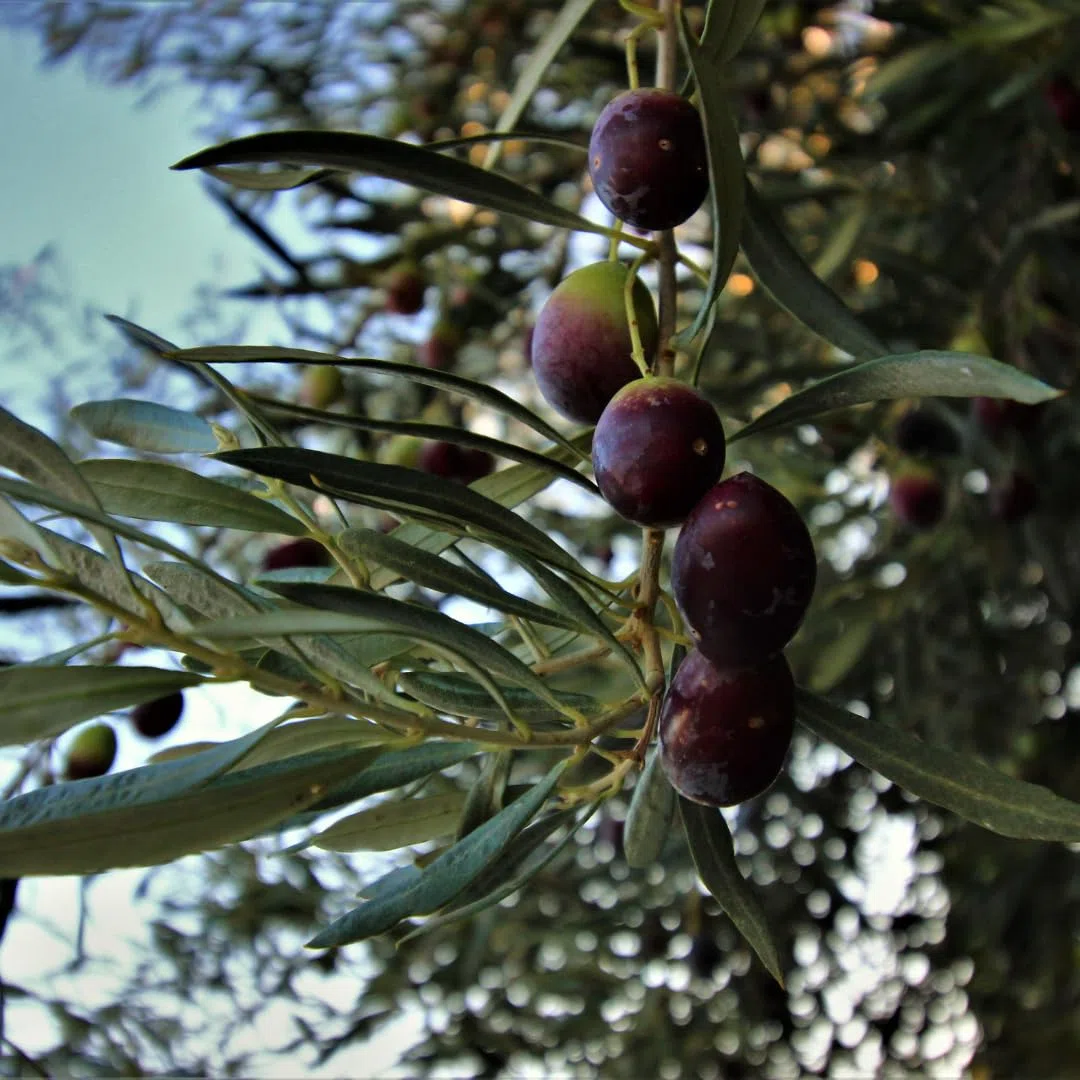 Olivo Leccino Pianta da Frutto età 2 anni | pianta produttiva, olive da olio