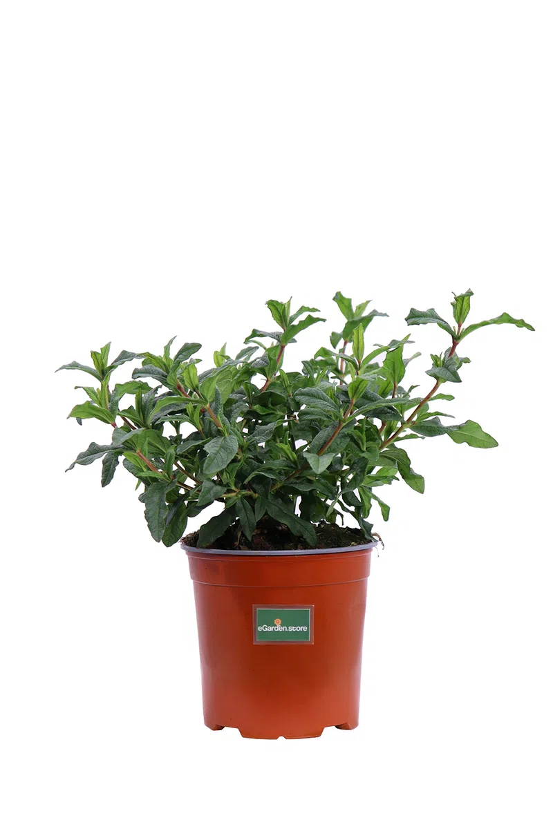 Pianta di Cisto Pianta di Cistus Pianta da esterno pianta da giardino pianta ornamentale pianta da fiore pianta vera di Cistus venduta da eGarden.store (Cistus Ladanifer v.17 cm)
