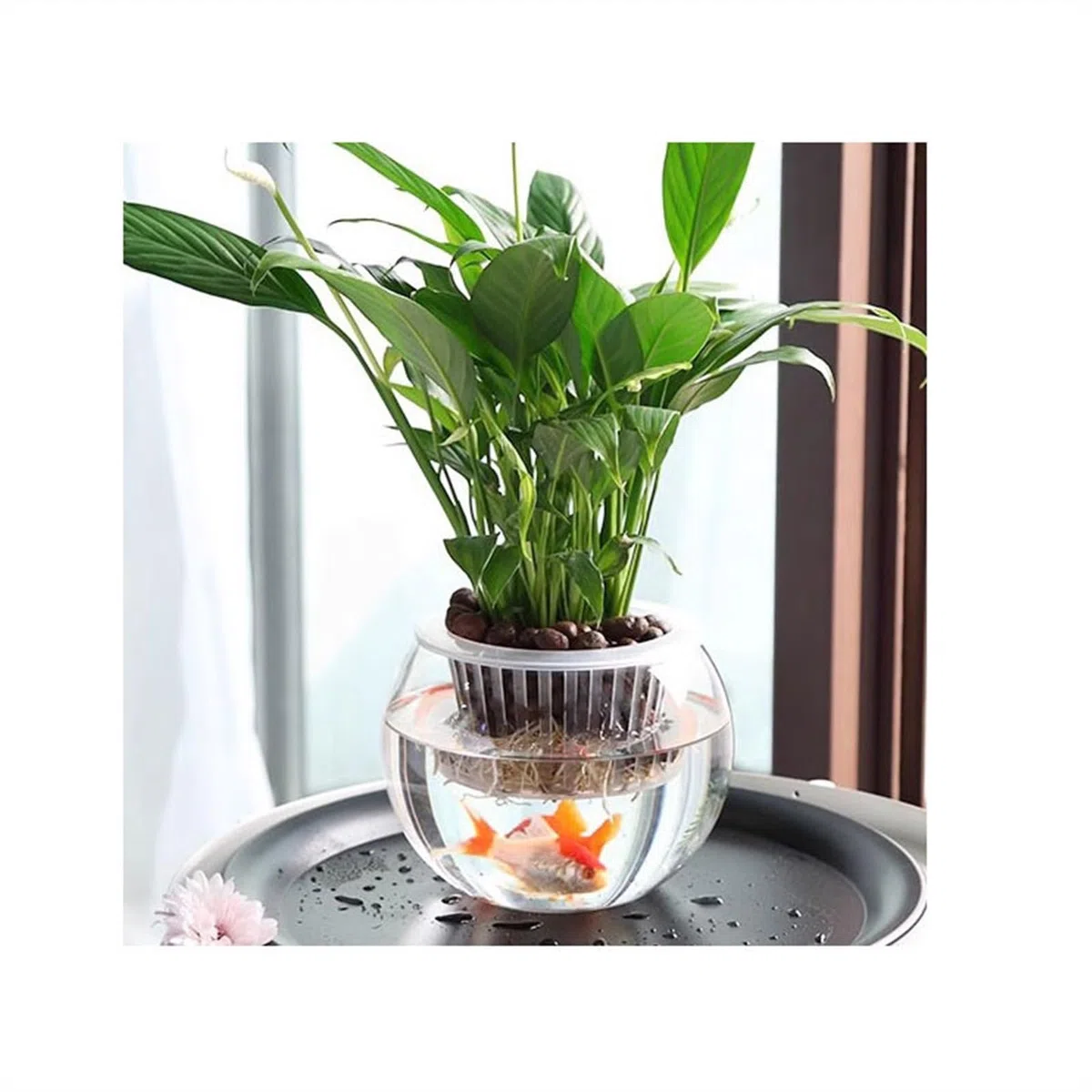 Contenitore for piante idroponiche in vetro trasparente, contenitore for acquatiche, for pesci, interno(M)