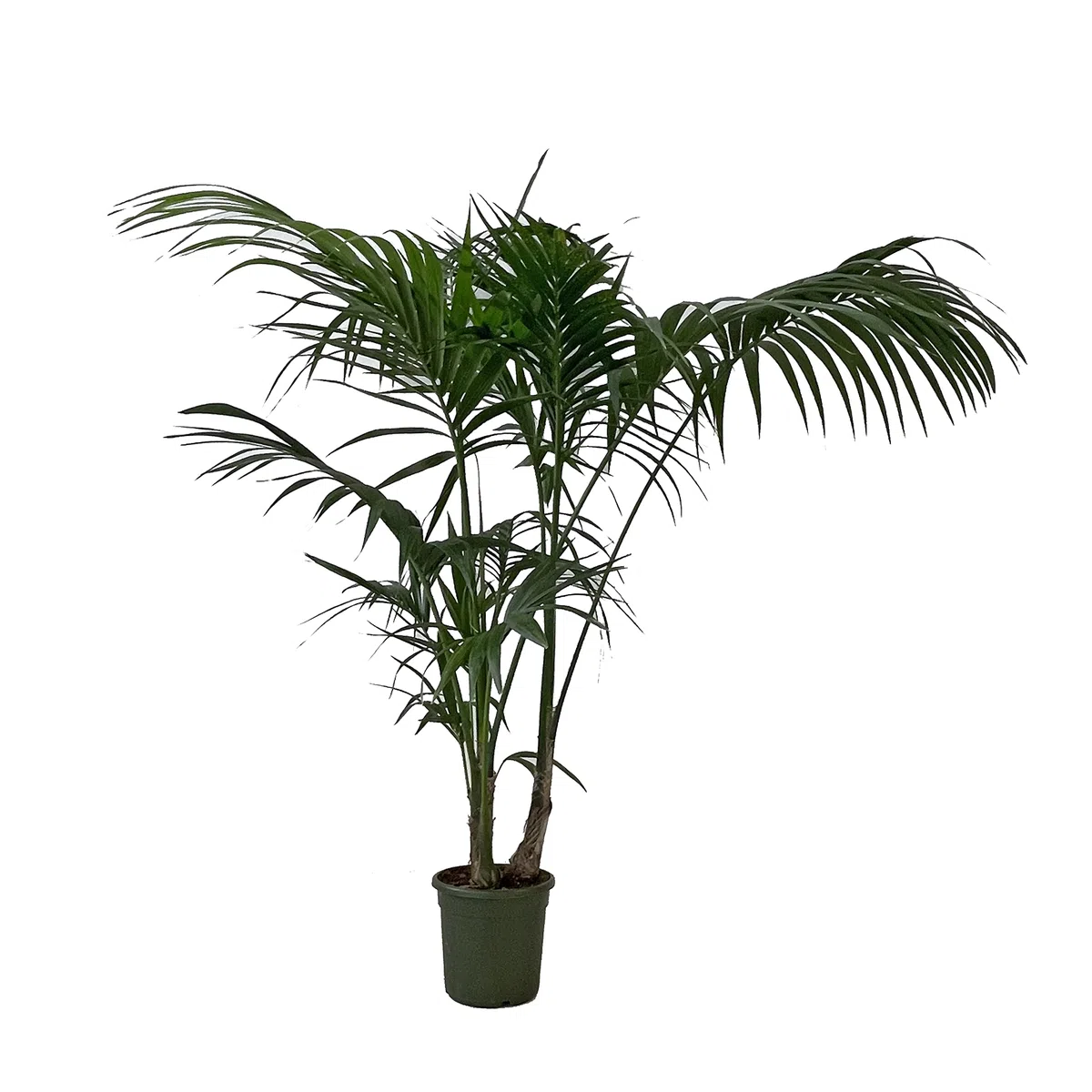 KENTIS - Howea Forsteriana Kentia - Palma - Piante da Interno Vere - Pianta Tropicale da Appartamento H 160-170 cm Vaso Ø 24 cm