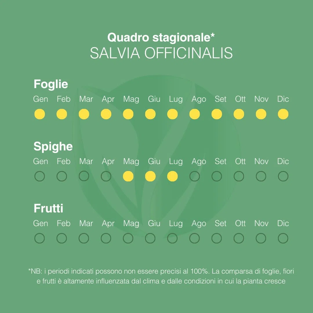 Salvia Officinalis | Pianta Aromatica da Esterno per Cucina, Perfetta per Insaporire i Piatti e Ornare il Giardino | Concimazione 6 Mesi con Sistema Plantì
