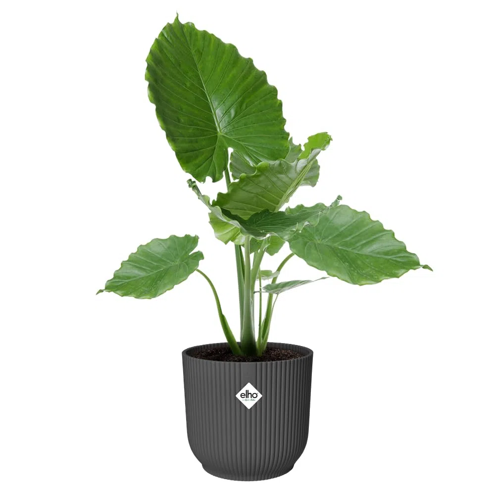 Elho vibes fold round 47cm vaso da fiori - Anthracite | Ø 47 x Alt. 43.6 cm | Adatto per interni | Plastica riciclata al 100%