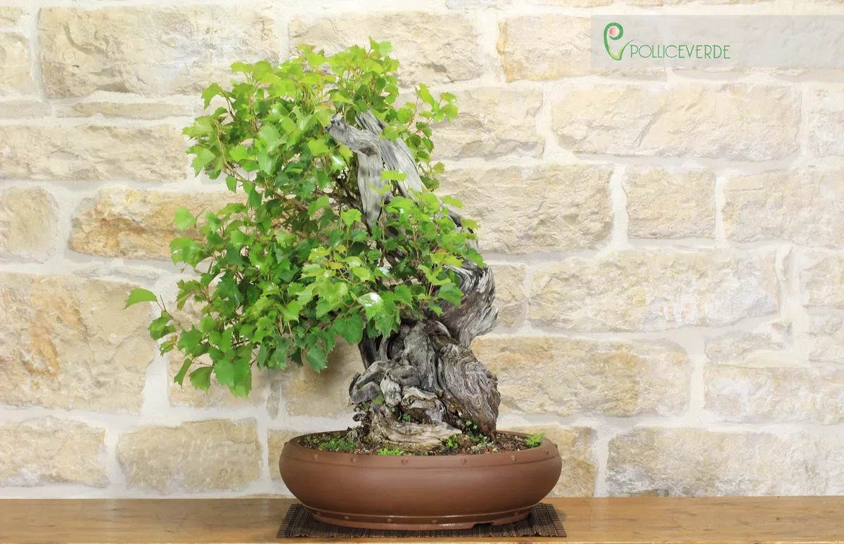 Bonsai Yamadori di Vite Selvatica (3)