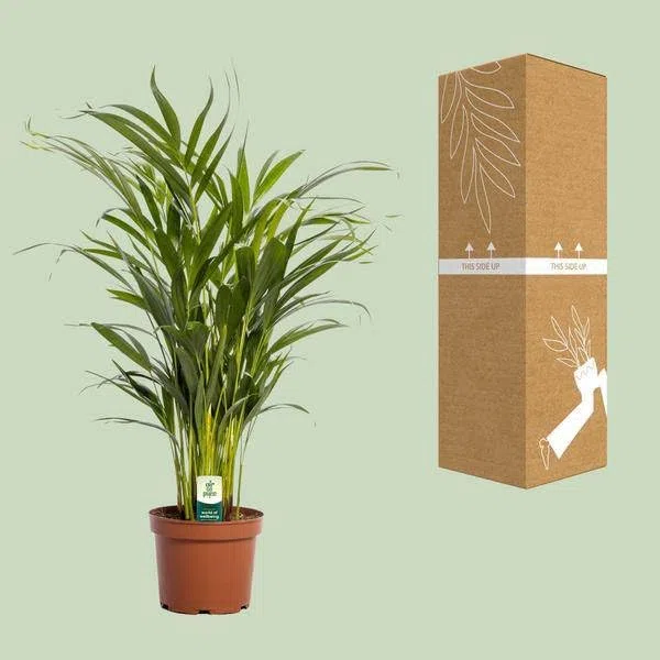 Dypsis Lutescens - Ø 17 cm - 65 cm