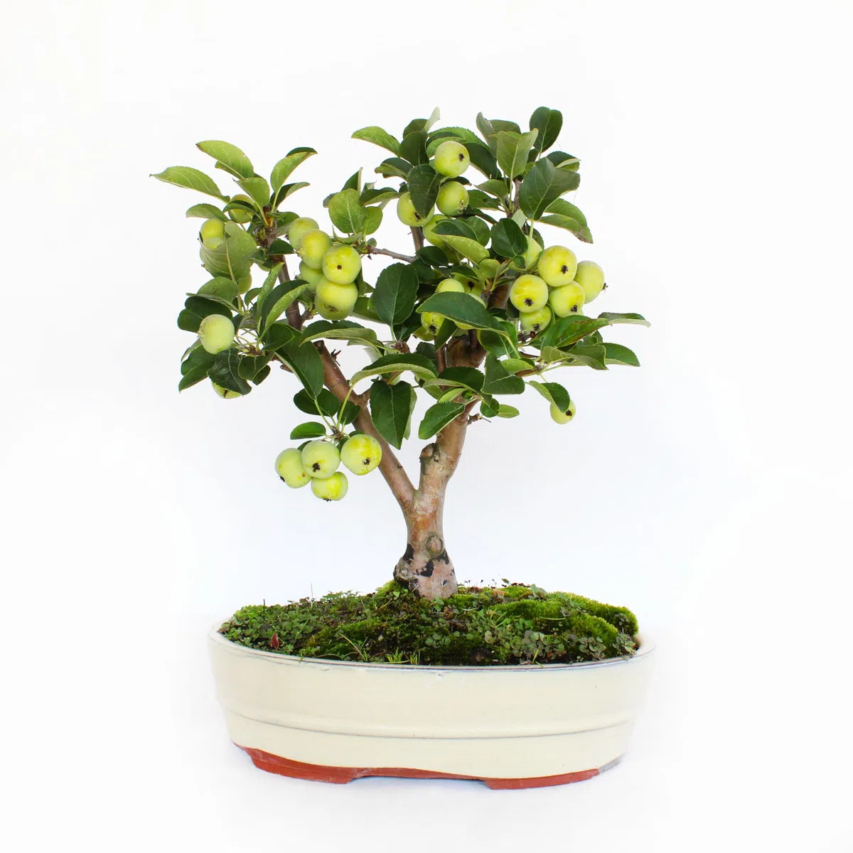 KENTIS - Bonsai di Melo - Malus Sp. - Pianta Vera da Frutto da Esterno - Piante da Giardino Balcone Terrazzo - H 40/45 cm Vaso in Ceramica 26 cm
