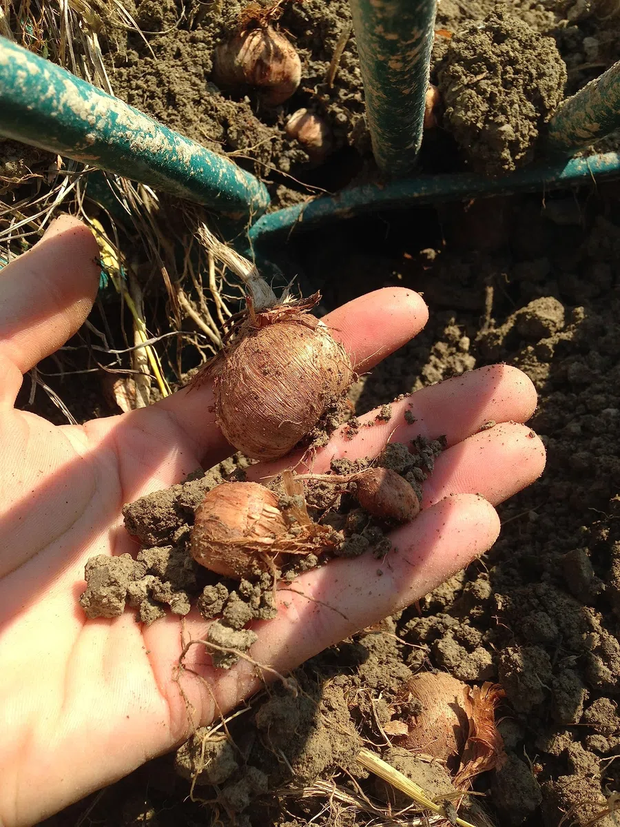 10 bulbi di zafferano grandi da 3 a 4,5 cm di diametro, calibro 10 a 14 a seconda del raccolto
