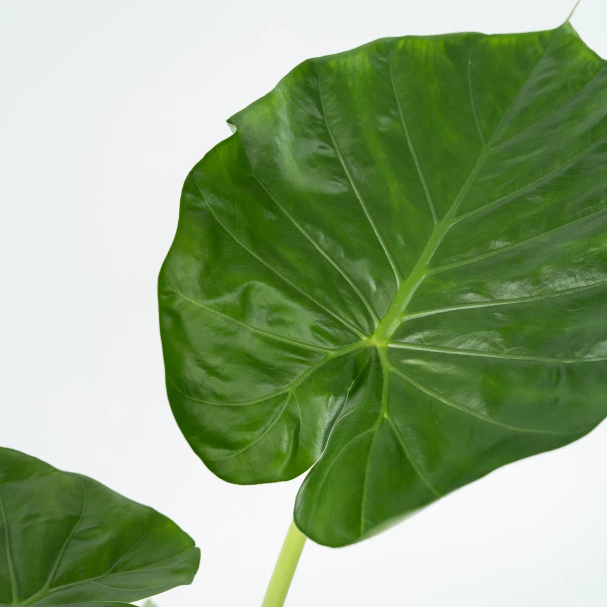 Plant in a Box - Alocasia macrorrhizos - Orecchio di elefante - Set di 2 - Vaso 17cm - Altezza 60-70cm